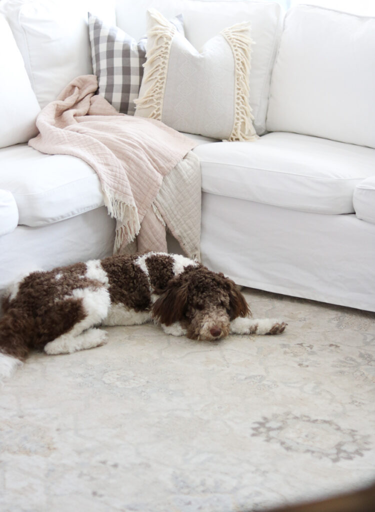 Aussiedoodle puppy in front of white Ikea Ektorp sectional